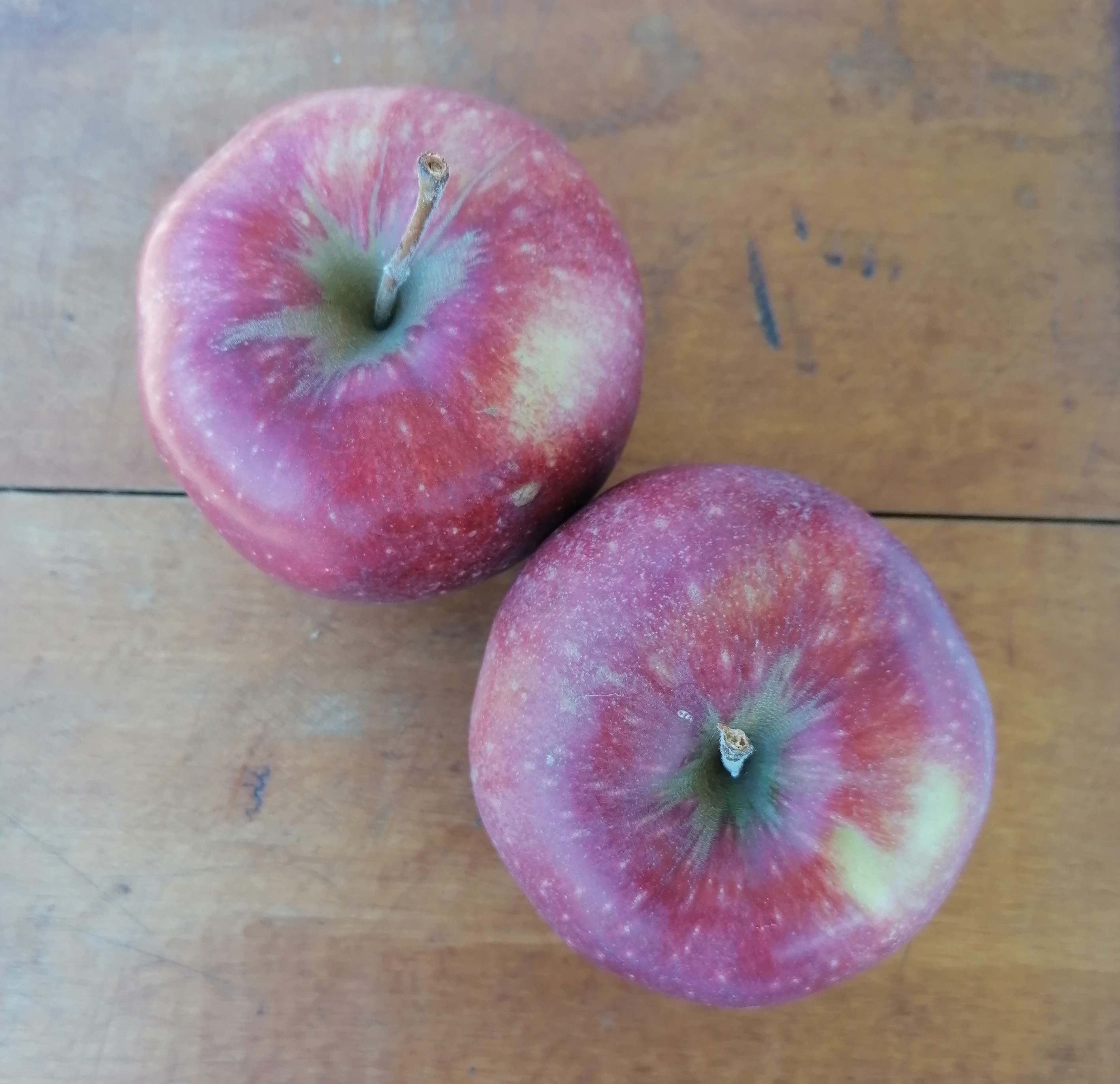 Red Jonaprince almafa